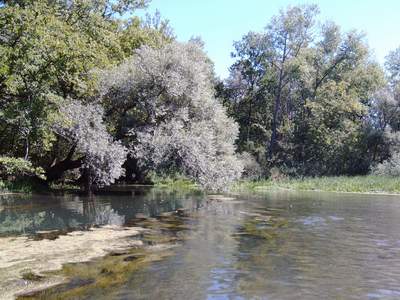 Naturschutzgebiet Taubergieen (Taubergiessen) - Der letzte Dschungel Deutschlands