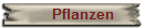 Pflanzen